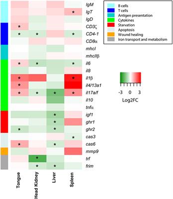 Ceratothoa oestroides Infection in European Sea Bass: Revealing a Long Misunderstood Relationship